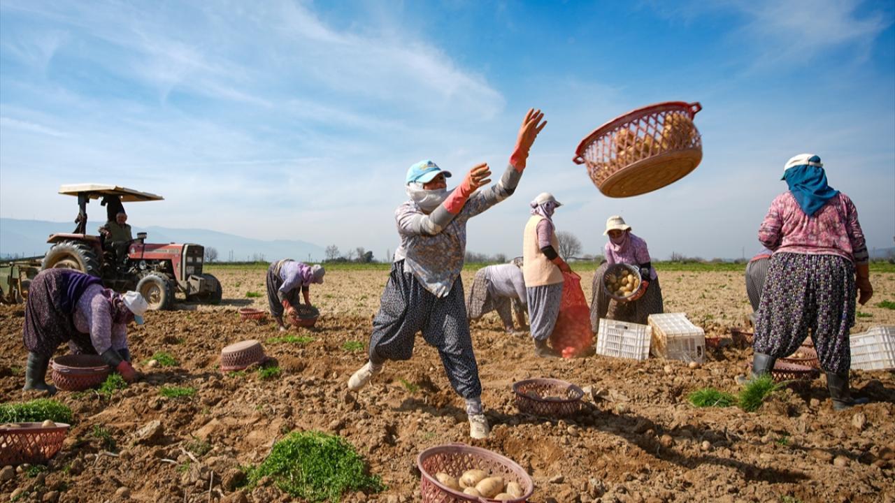 Patates deposu Ödemiş'te hasat ve ekim bir arada