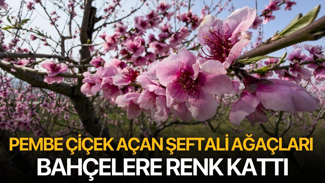 Pembe çiçek açan şeftali ağaçları bahçelere renk kattı