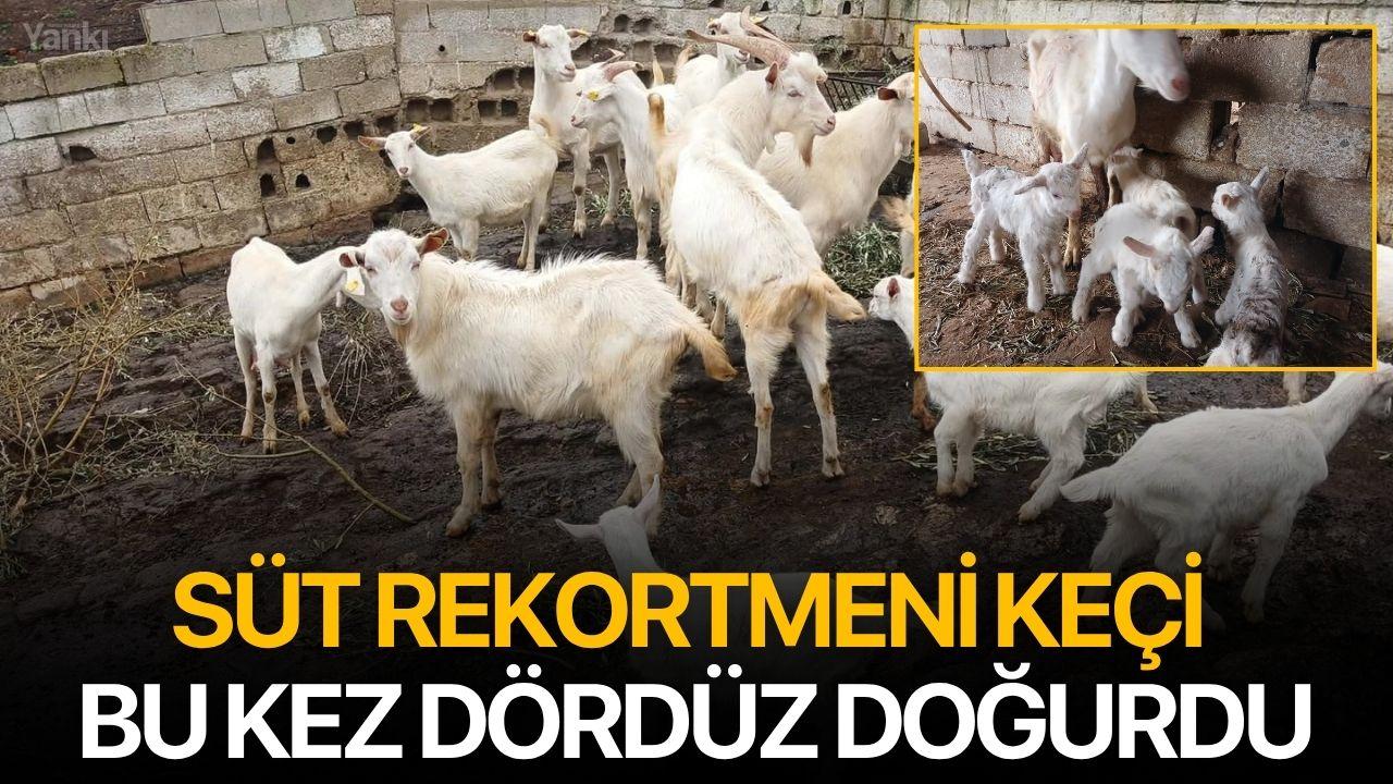 Süt Rekortmeni Keçi Bu Kez Dördüz Doğurdu