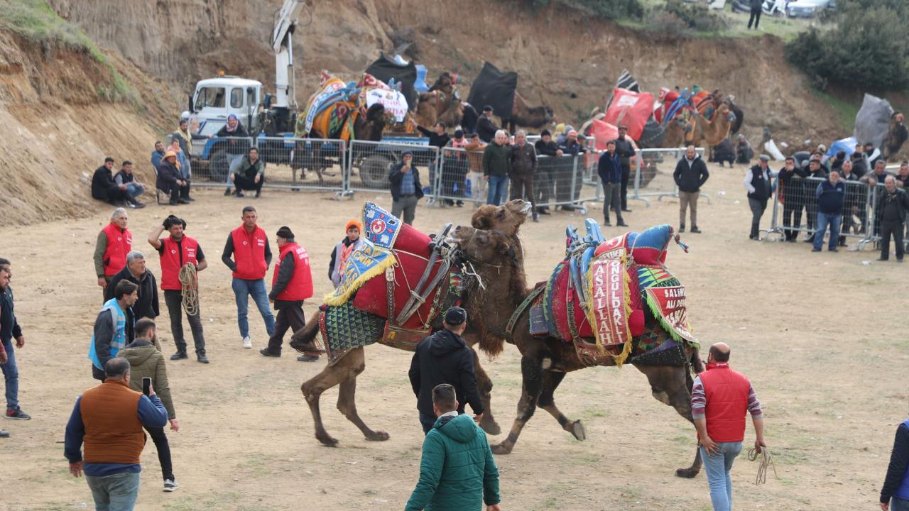 Turgutlu’da Ata Sporu Şöleni: Deve Güreşleri Başlıyor