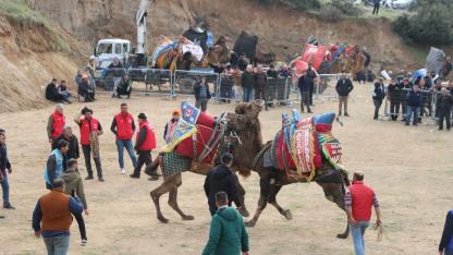 Turgutlu’da Ata Sporu Şöleni: Deve Güreşleri Başlıyor