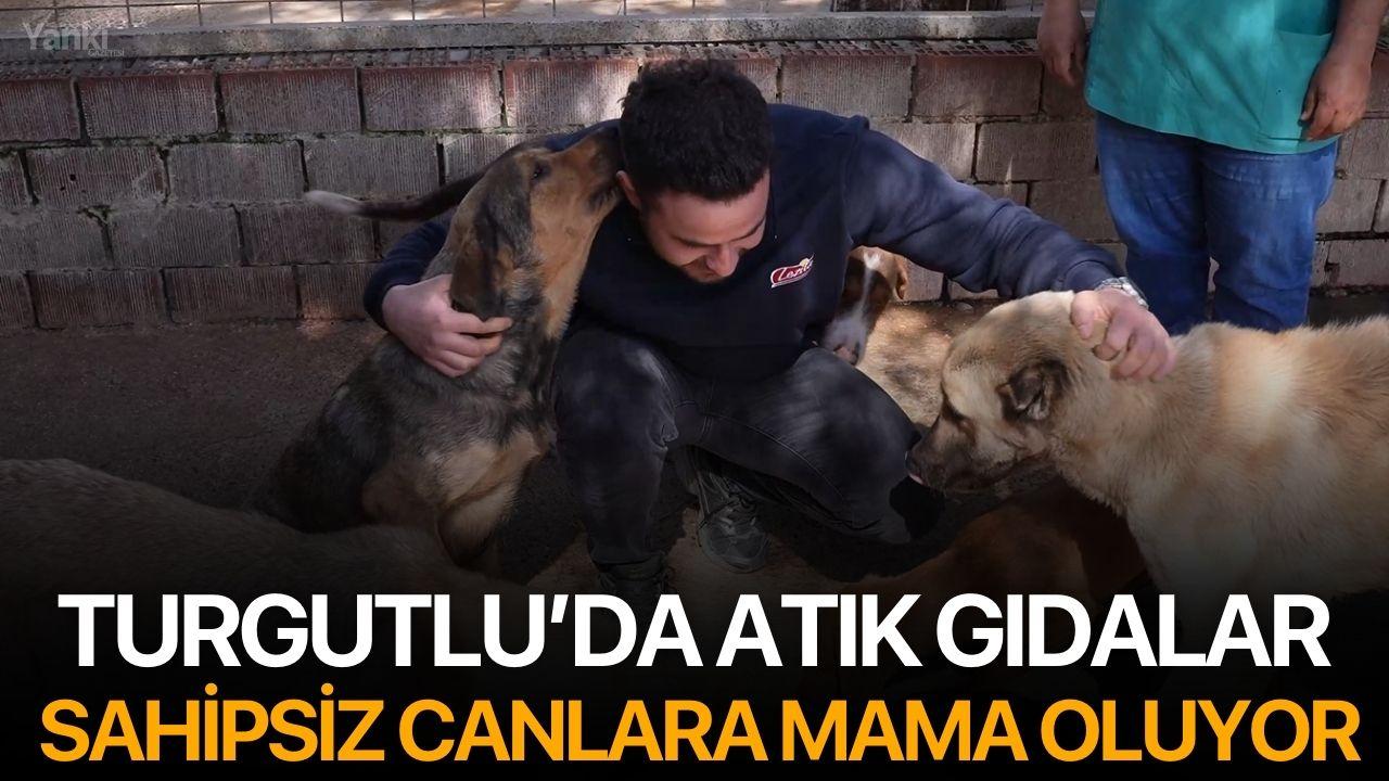 Turgutlu’da Atık Gıdalar Sahipsiz Canlara Mama Oluyor