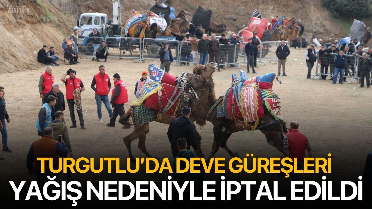 Turgutlu’da Deve Güreşleri Yağış Nedeniyle İptal Edildi