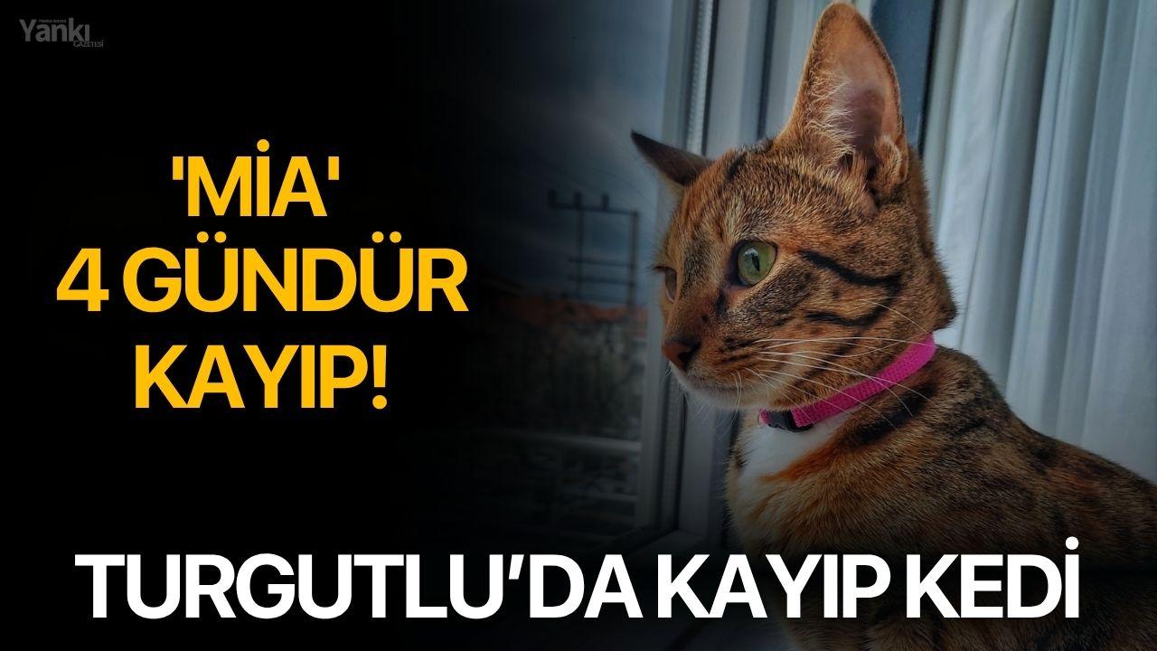 Turgutlu’da Kayıp Kedi 'Mia' 4 Gündür Kayıp!