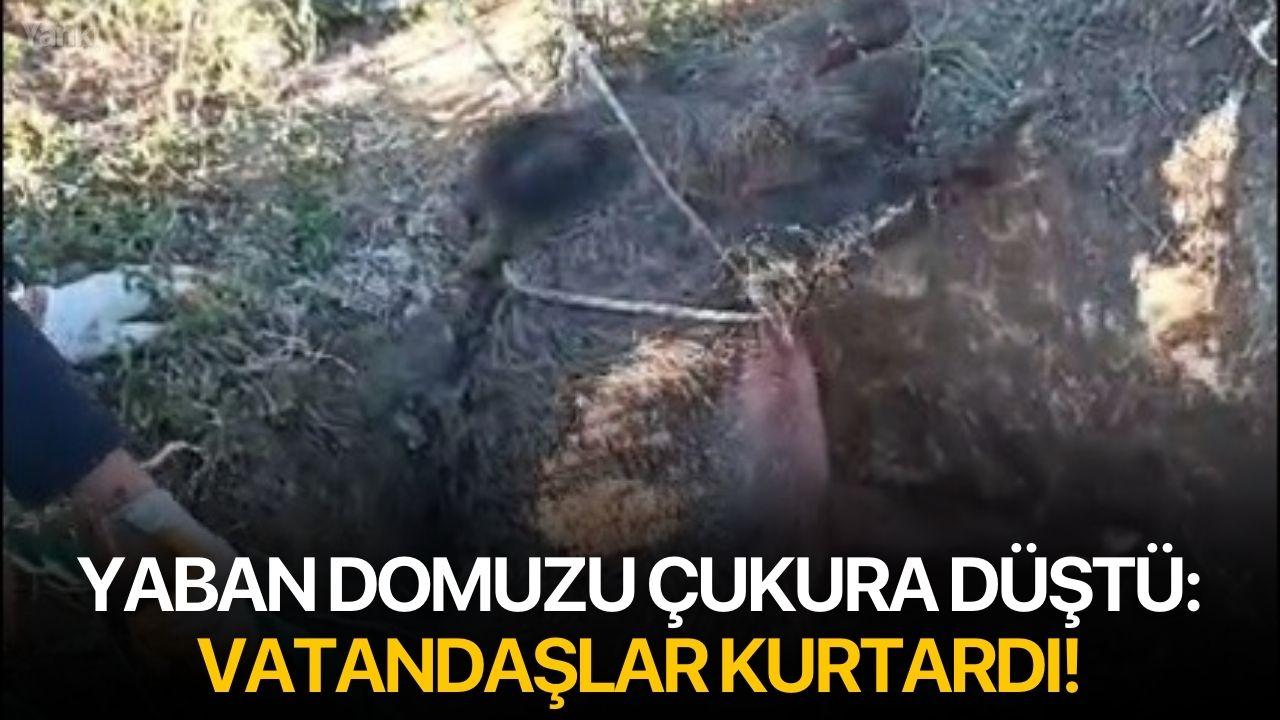 Yaban domuzu çukura düştü: Vatandaşlar kurtardı!