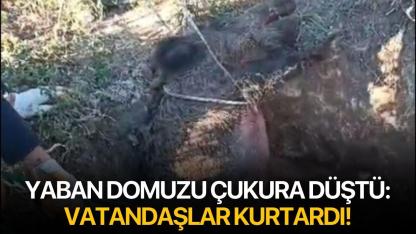 Yaban domuzu çukura düştü: Vatandaşlar kurtardı!