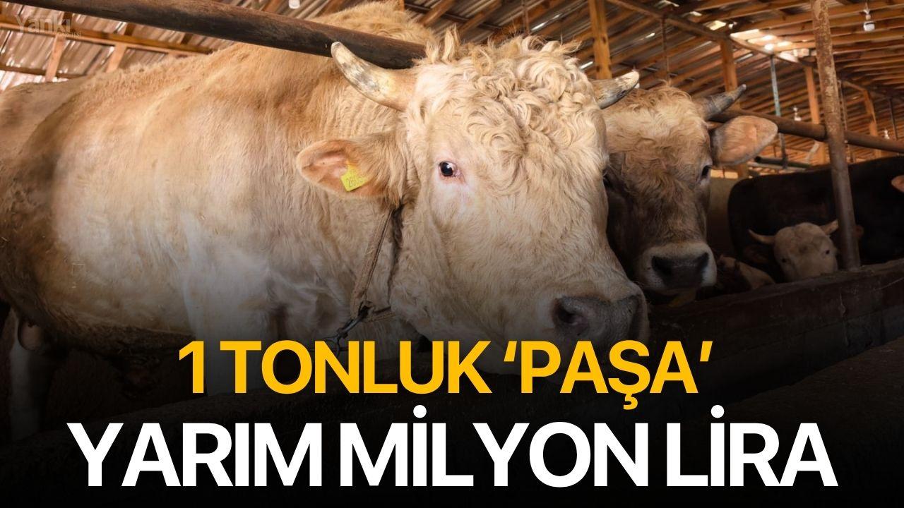 1 Tonluk ‘Paşa’ Yarım Milyon Lira