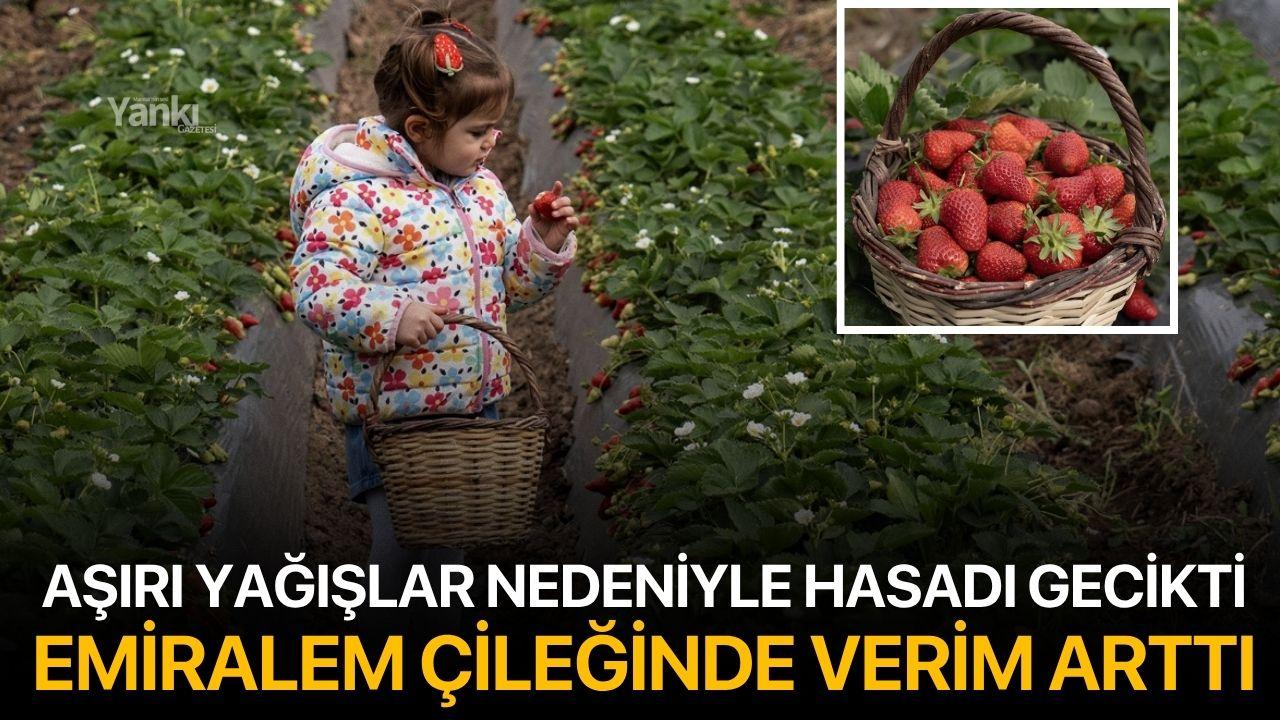 Aşırı yağışlar nedeniyle hasadı geciken Emiralem çileğinde verim arttı