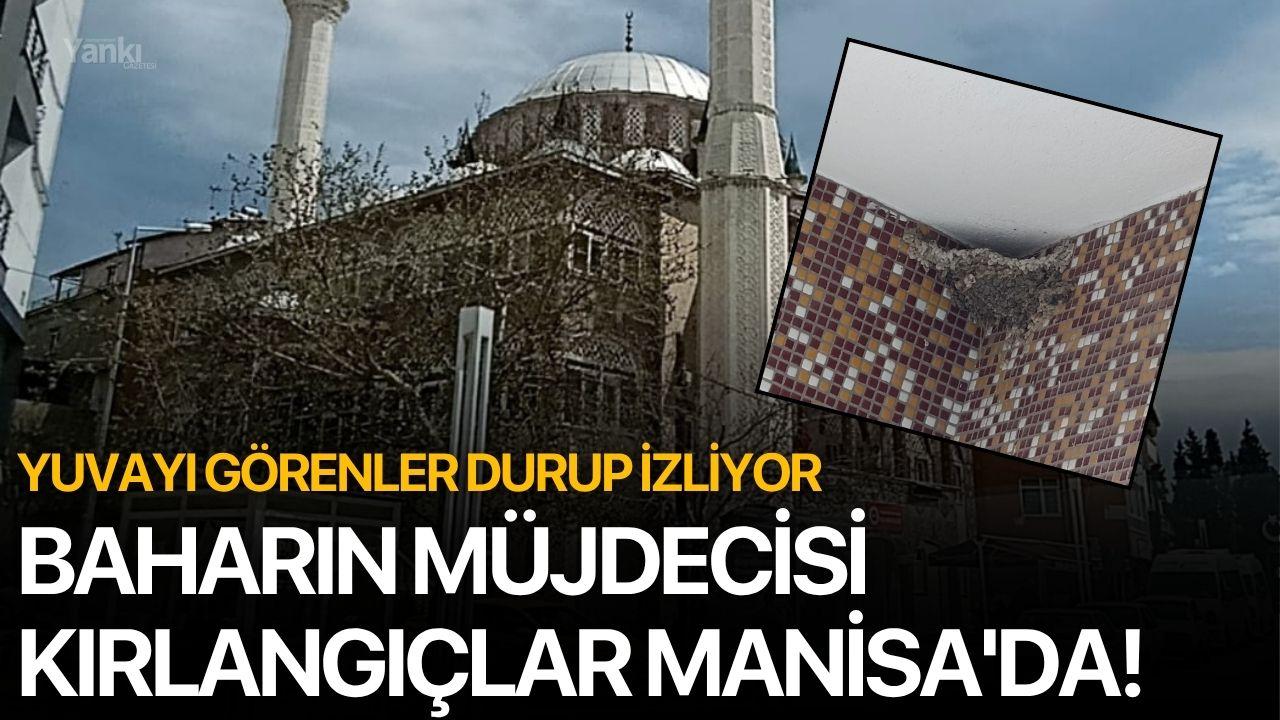 Baharın müjdecisi kırlangıçlar Manisa'da!