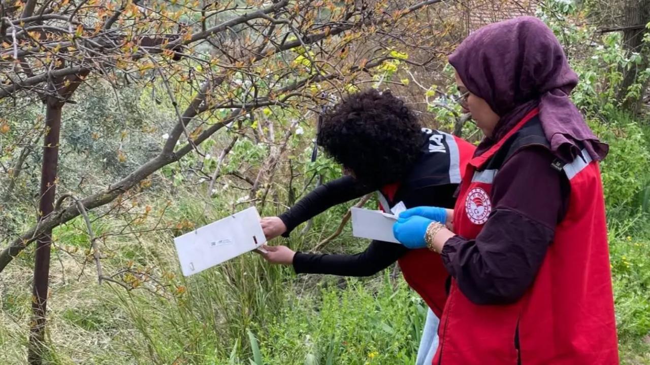 Kiraz Bahçelerinde Alarm: Zararlılar İçin Tuzaklar Asıldı