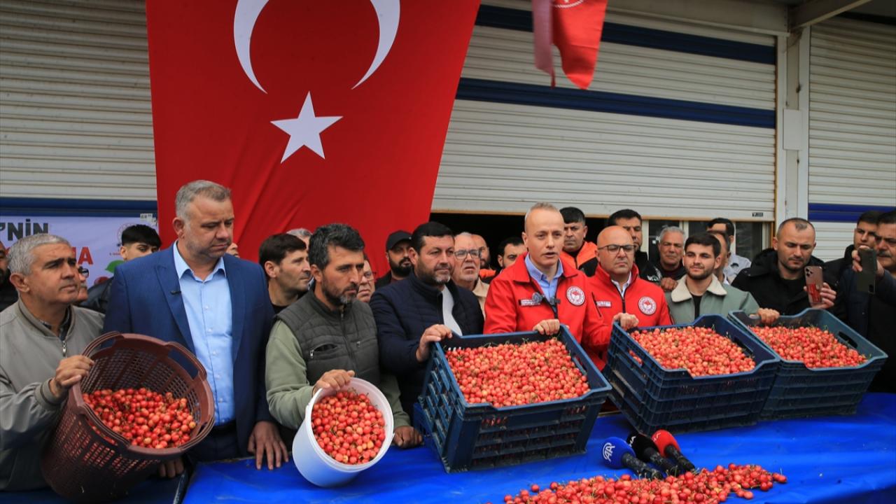 Kuzey Yarımküre'nin ilk kirazı Manisa'dan! 6 bin liradan alıcı buldu