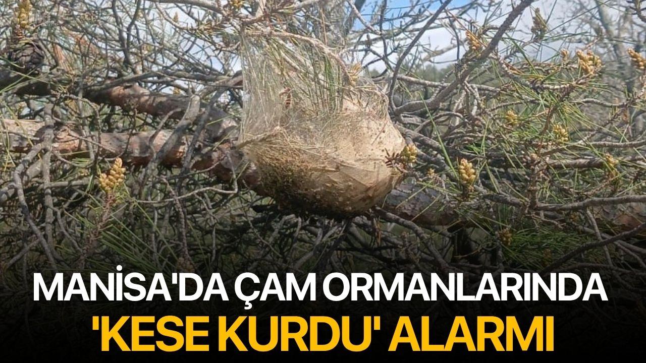 Manisa'da çam ormanlarında 'Kese kurdu' alarmı