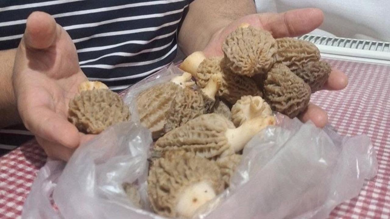 Manisa'da dağlardan sofralara: Kuzugöbeği sezonu başladı