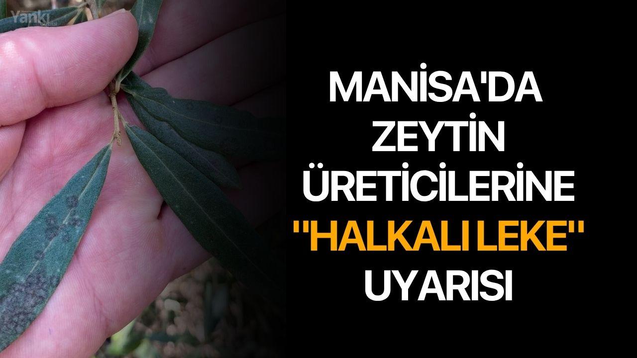 Manisa'da zeytin üreticilerine "Halkalı leke" uyarısı