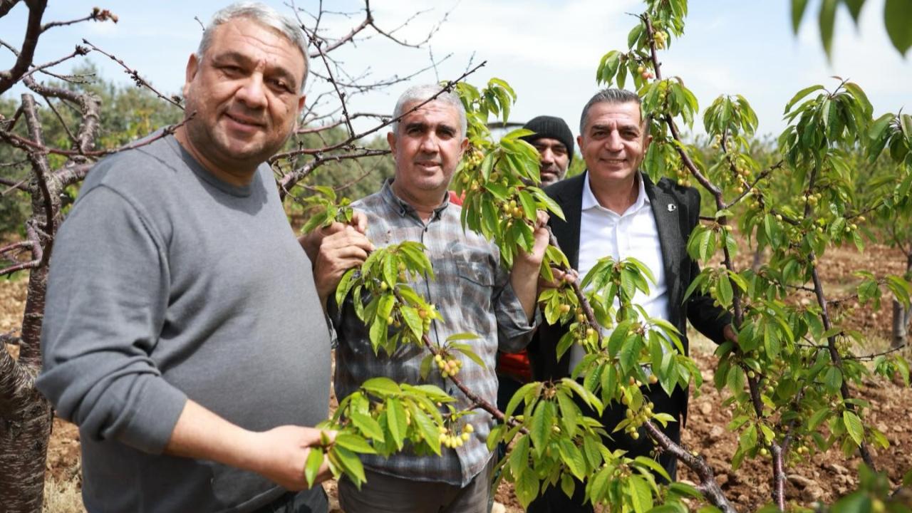 Sancaklıiğdecik'te erkenci kiraz hasadı hazırlığı