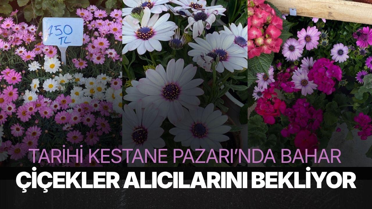 Tarihi Kestane Pazarı’nda Bahar: Çiçekler Alıcılarını Bekliyor