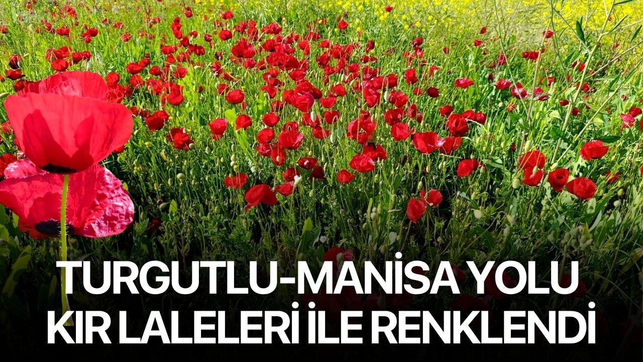 Turgutlu-Manisa yolu kır laleleri ile renklendi