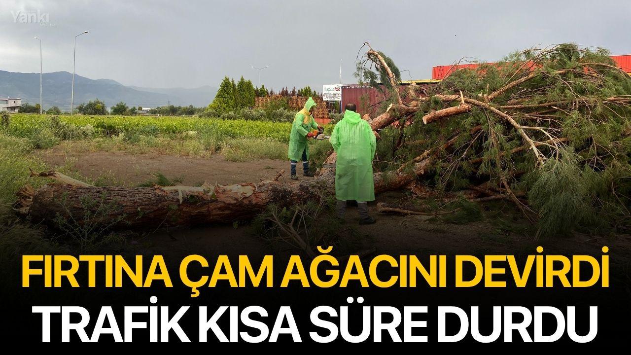 Fırtına Çam Ağacını Devirdi, Trafik Kısa Süre Durdu