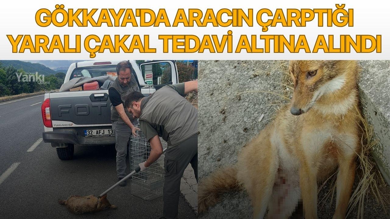 Gökkaya'da aracın çarptığı yaralı çakal tedavi altına alındı