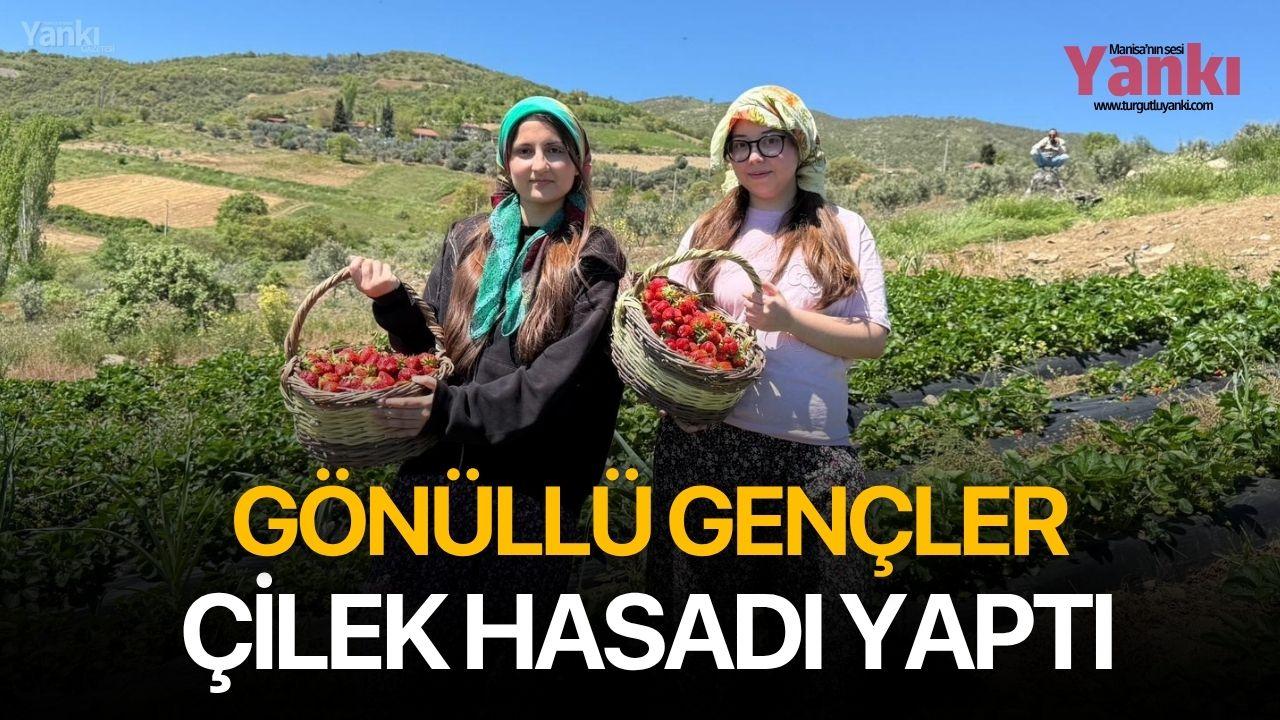 Gönüllü gençler çilek hasadı yaptı