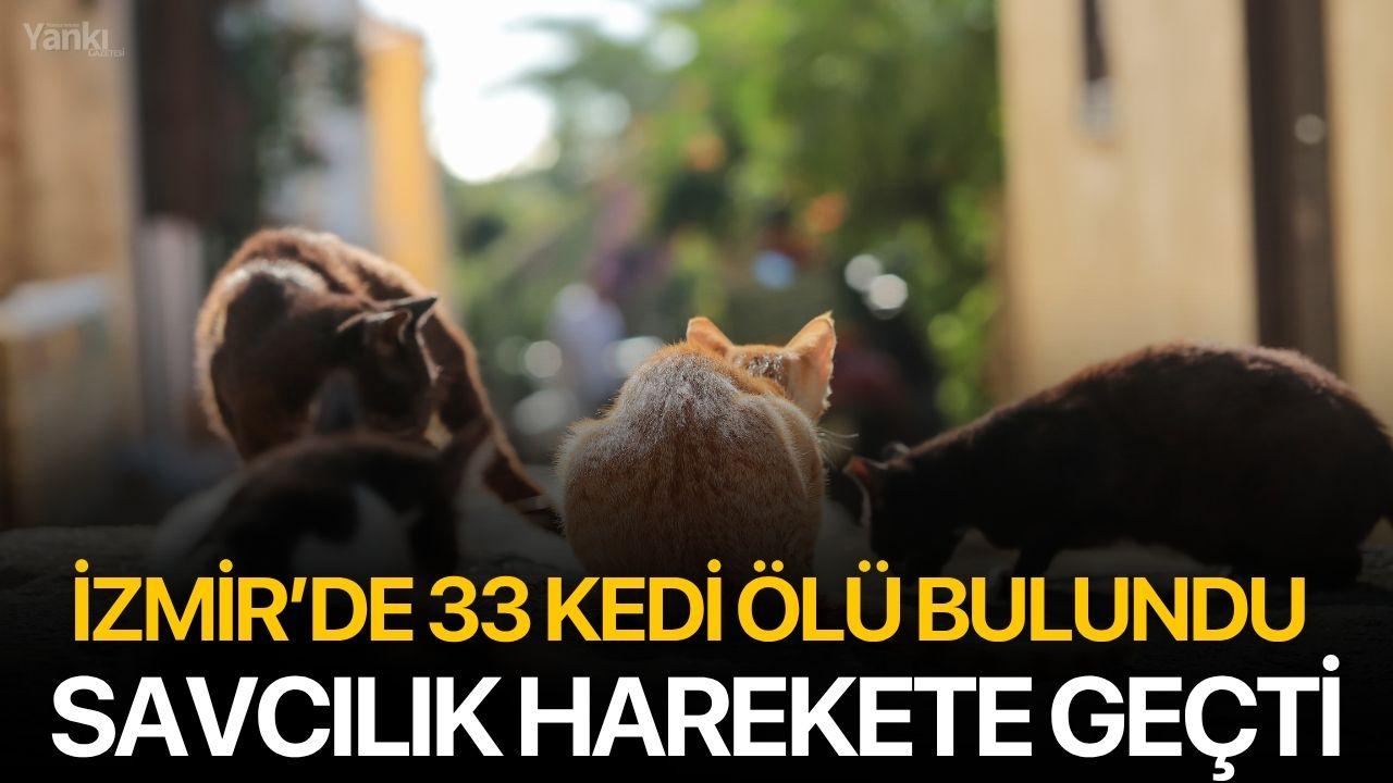 İzmir’de 33 kedi ölü bulundu: Savcılık harekete geçti