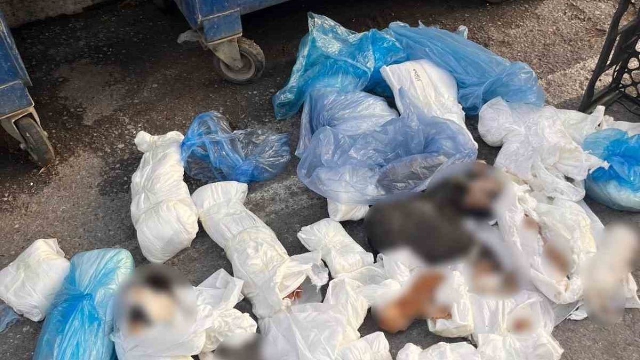 İzmir’deki kedi vahşetinde veteriner hekim serbest kaldı, başsavcılık itiraz etti