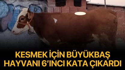 Kesmek için büyükbaş hayvanı 6’ıncı kata çıkardı