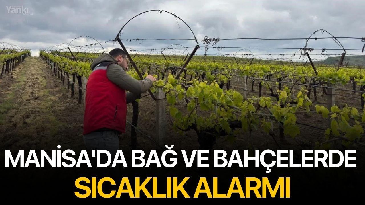 Manisa'da Bağ ve Bahçelerde Sıcaklık Alarmı