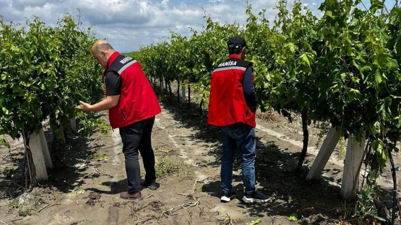 Manisa’da dolu ve selde üzüm bağları zarar gördü