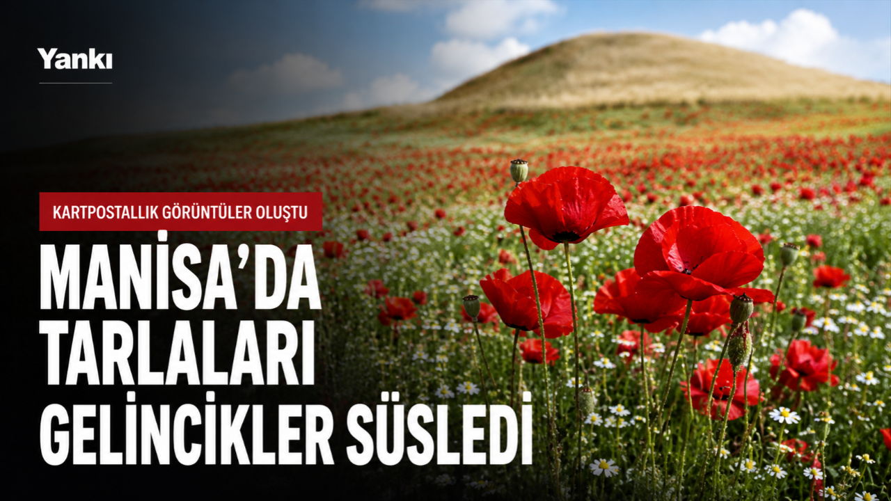 Manisa'da tarlaları gelincikler süsledi