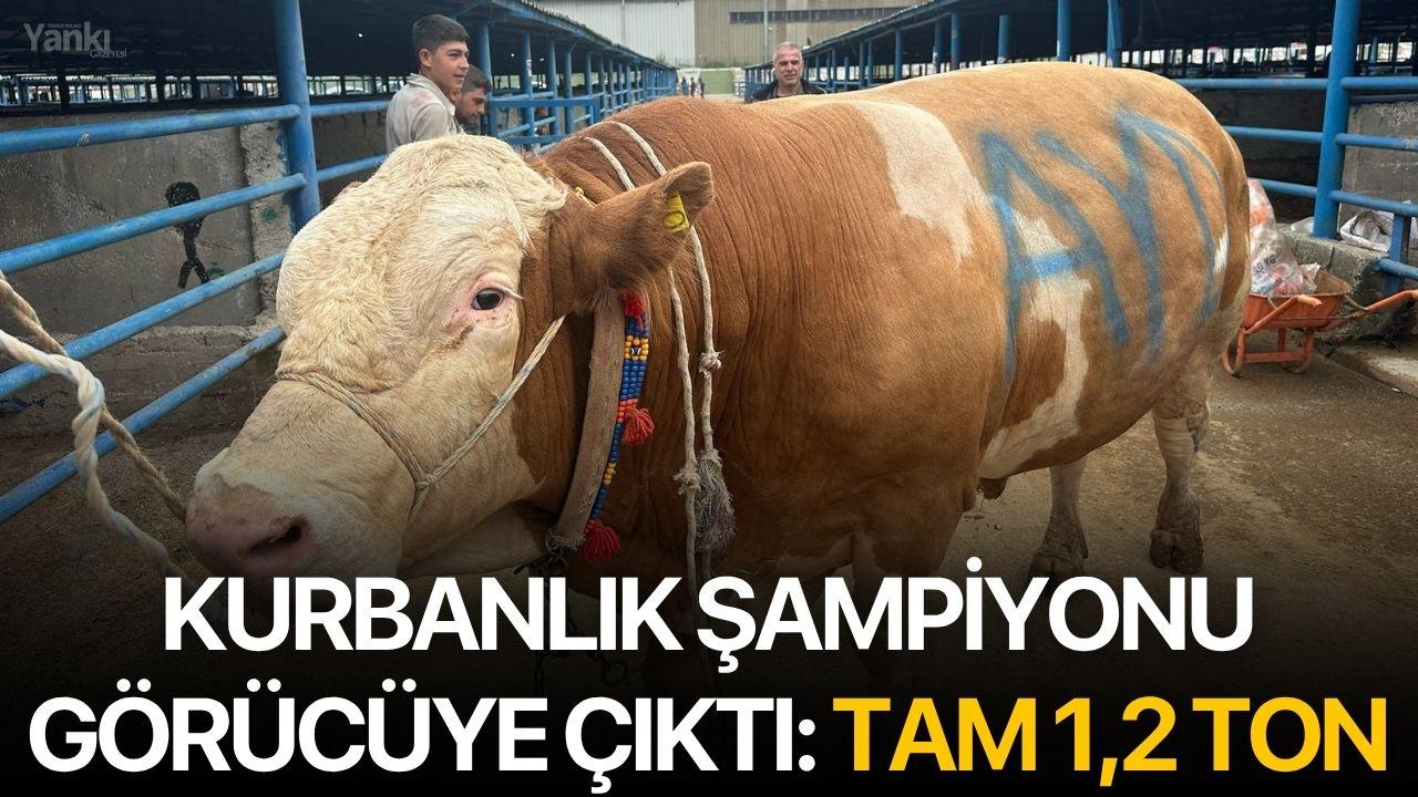 Otomatik Taslak