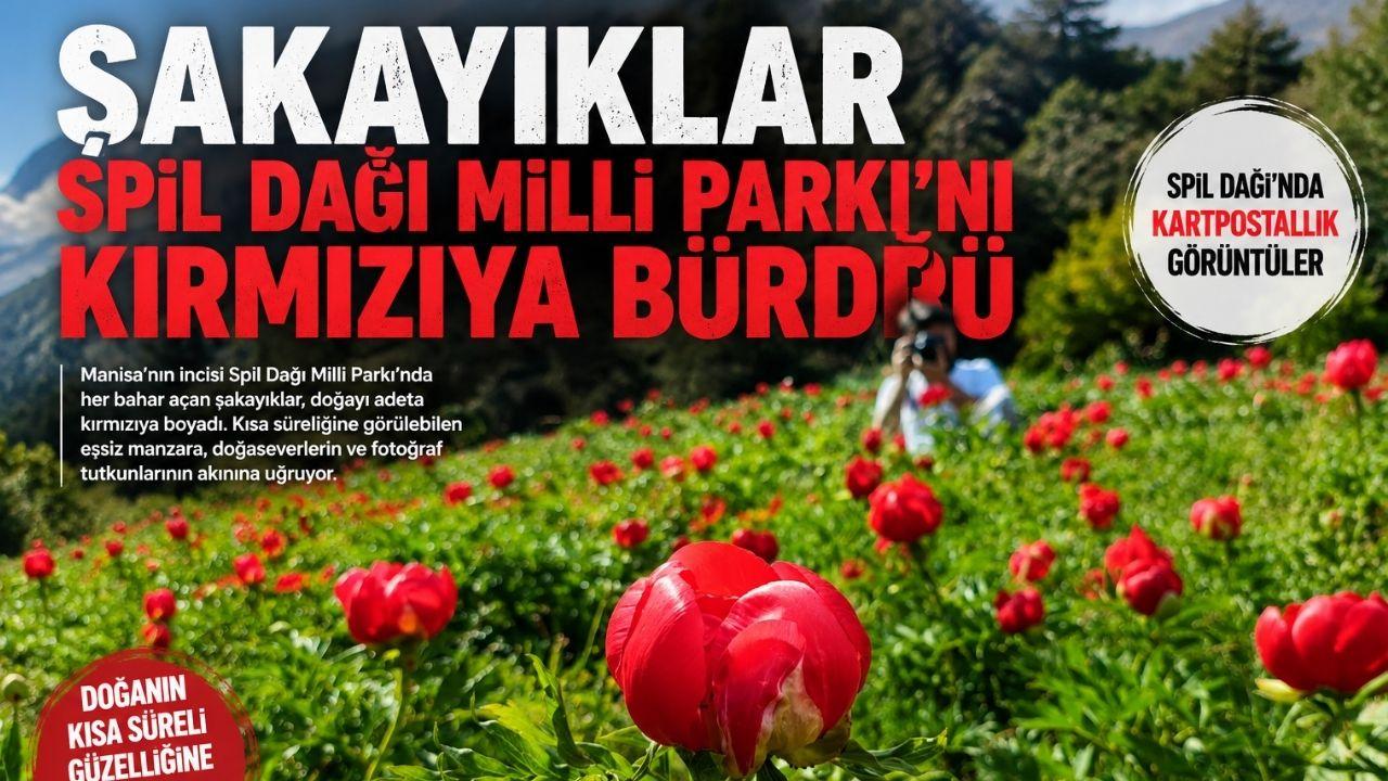Şakayıklar Spil Dağı Milli Parkı'nı kırmızıya bürüdü