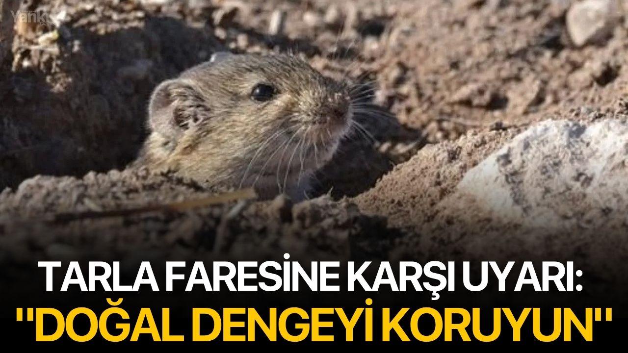 Tarla faresine karşı uyarı: "Doğal dengeyi koruyun"