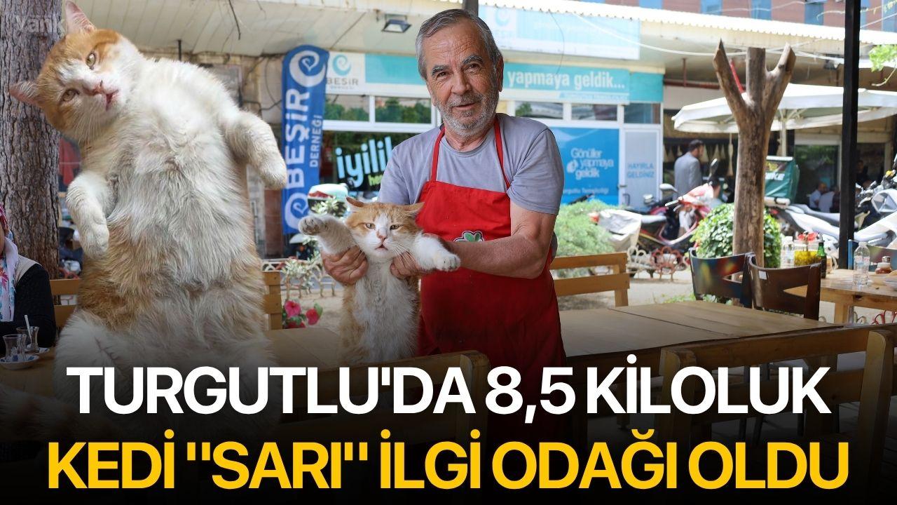 Turgutlu'da 8,5 Kiloluk Kedi "Sarı" İlgi Odağı Oldu