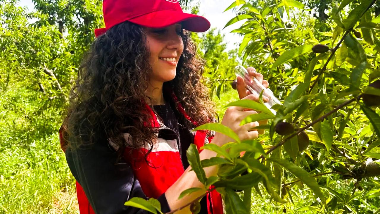 Turgutlu’da Kahverengi Kokarcaya Karşı Samuray Arıcığı Doğaya Salındı