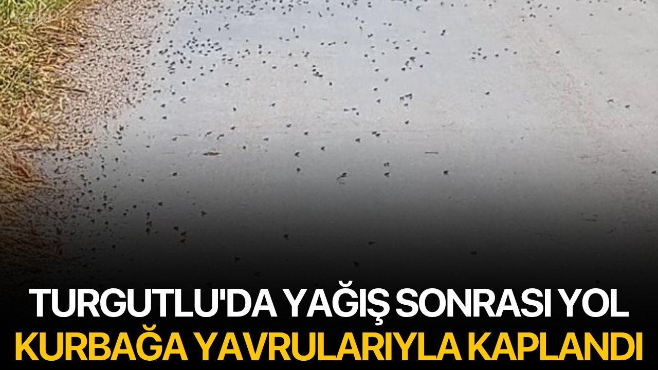 Turgutlu'da Yağış Sonrası Yol Kurbağa Yavrularıyla Kaplandı