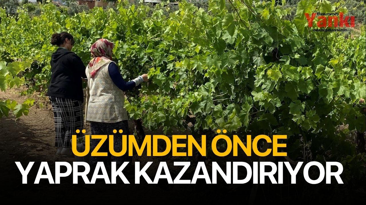 Üzümden Önce Yaprak Kazandırıyor