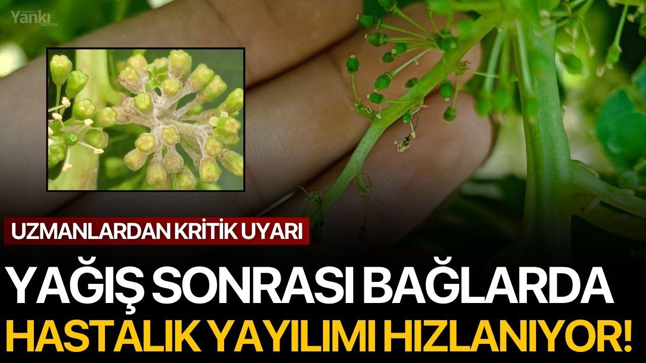 Yağış Sonrası Bağlarda Hastalık Yayılımı Hızlanıyor!