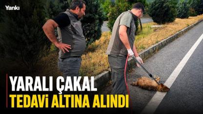 Yaralı çakal tedavi altına alındı