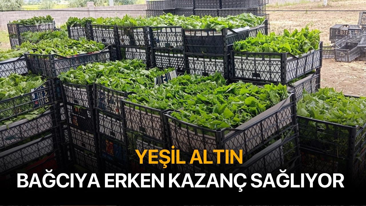 Yeşil altın bağcıya erken kazanç sağlıyor