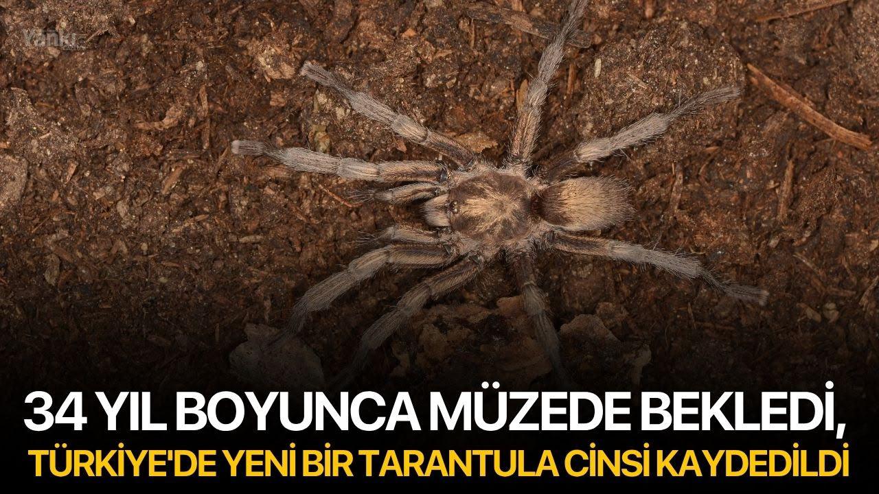 34 Yıl Boyunca Müzede Bekledi, Türkiye'de Yeni Bir Tarantula Cinsi Kaydedildi