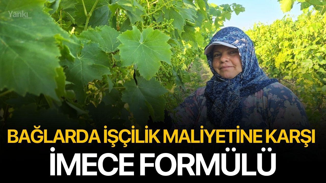 Bağlarda İşçilik Maliyetine Karşı İmece Formülü