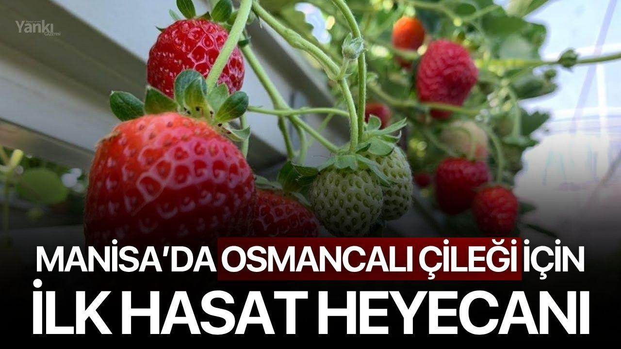 Manisa’da Osmancalı Çileği İçin İlk Hasat Heyecanı