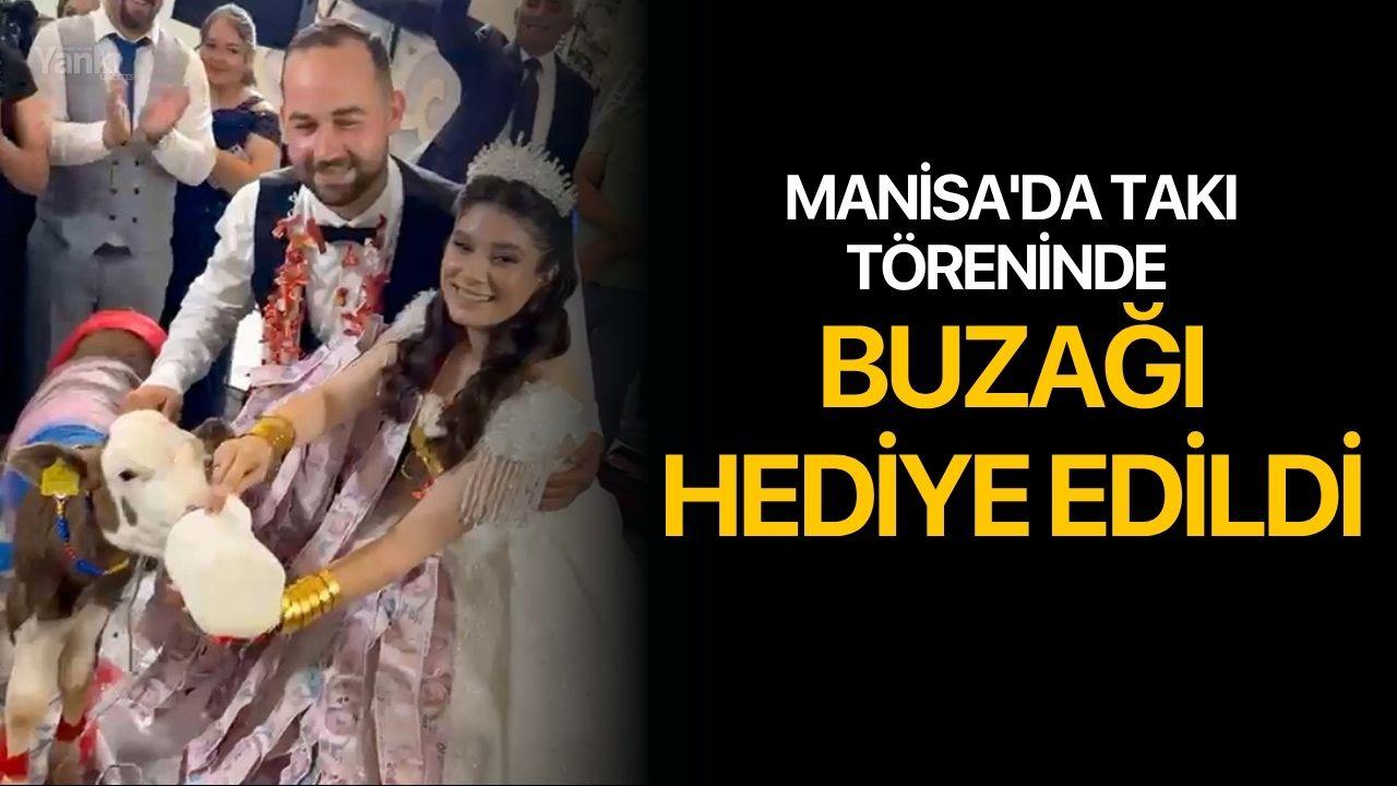 Manisa'da takı töreninde dişi buzağı hediye edildi