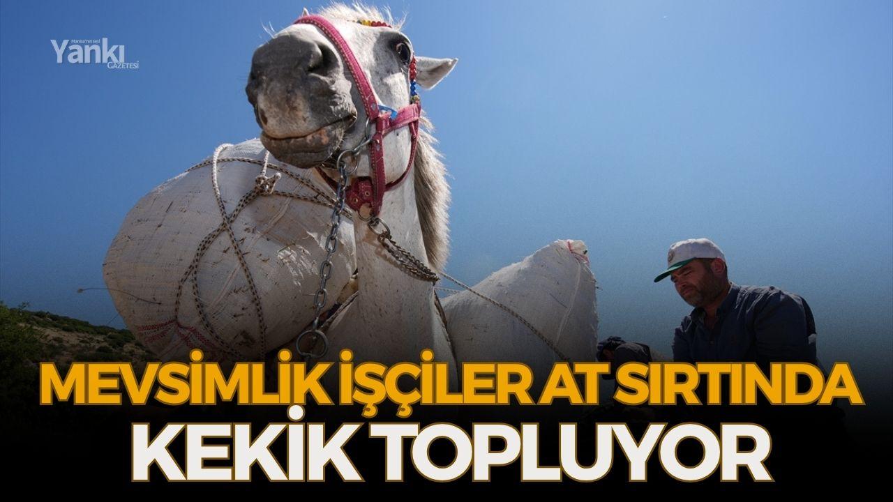 Mevsimlik işçiler at sırtında kekik topluyor