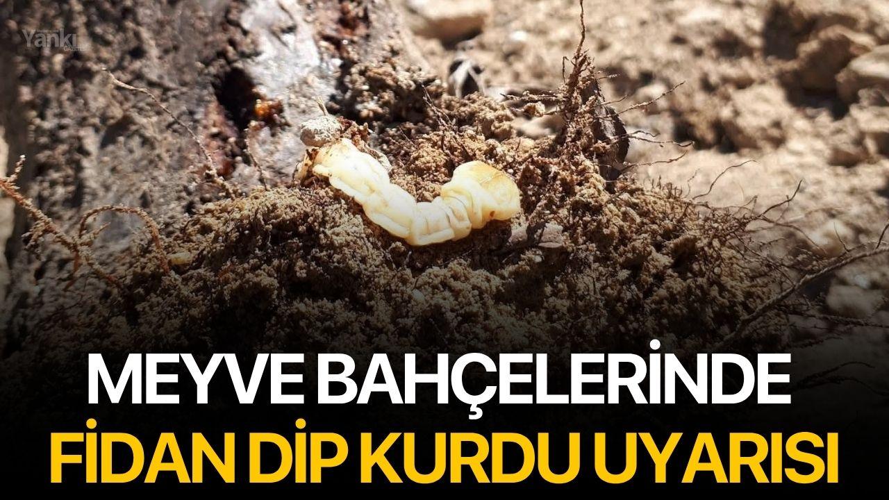 Meyve bahçelerinde fidan dip kurdu uyarısı