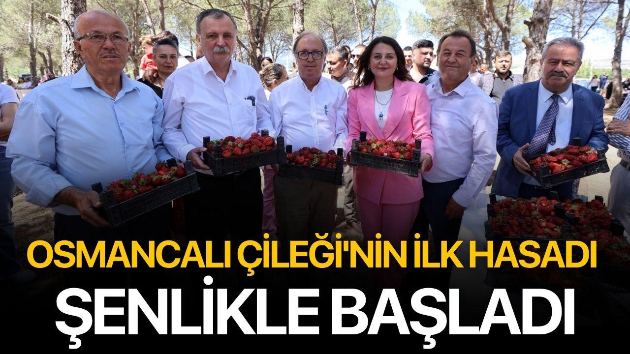Osmancalı Çileği'nin ilk hasadı şenlikle başladı