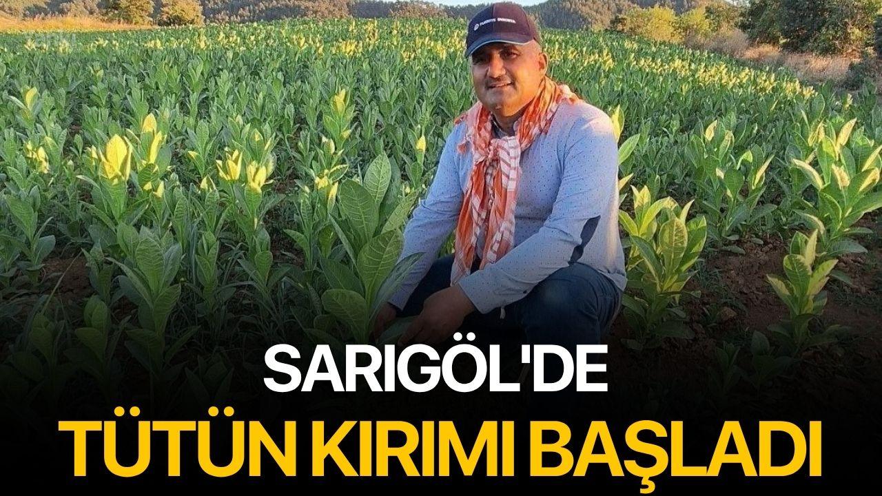 Sarıgöl'de tütün kırımı başladı