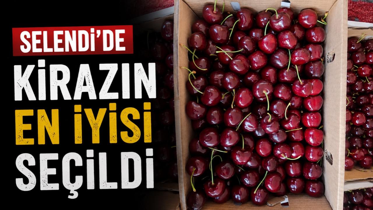 Selendi’de kirazın en iyisi seçildi