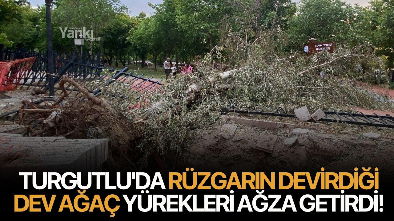 Turgutlu'da Rüzgarın Devirdiği Dev Ağaç Yürekleri 